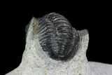 Trilobite Association (xBarrandeops & Gerastos) #83357-5